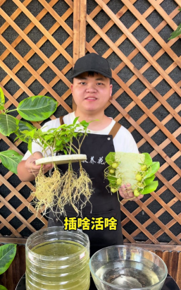 家庭养花用生根粉