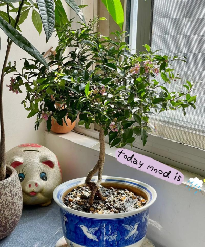 迷你樱桃的养花