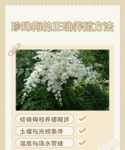 珍珠梅如何养植