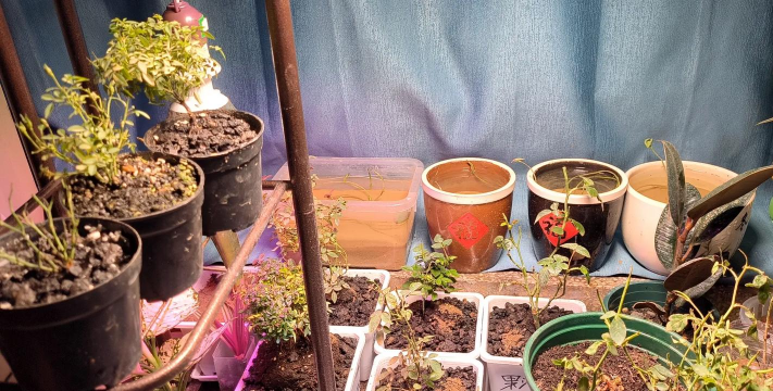 家庭养花用生根粉