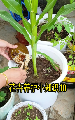 家庭养花用生根粉