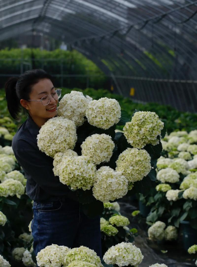 家庭养花用生根粉