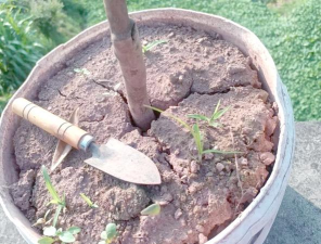 家庭养花用生根粉