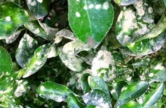 大叶黄杨白粉病