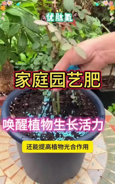 家庭养花用生根粉