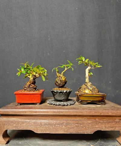 杨梅养花专用盆