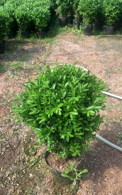 药用花卉：黄杨