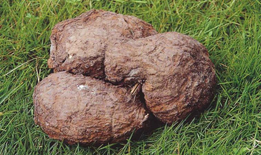 爱人如养花茯苓