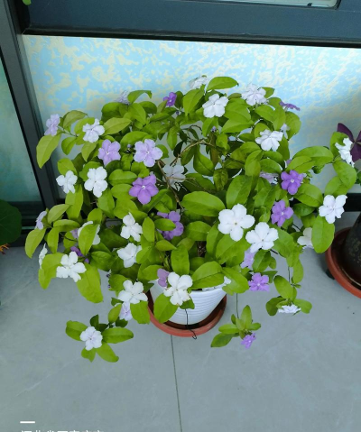 家庭养花用生根粉