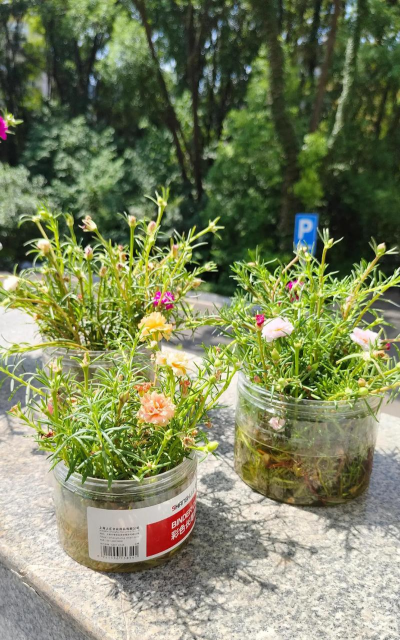 家庭养花用生根粉