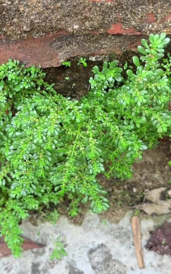 什么类似小叶冷水草