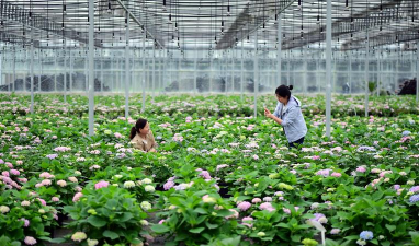 家庭养花用生根粉