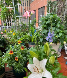 家庭养花用生根粉