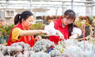 家庭养花用生根粉