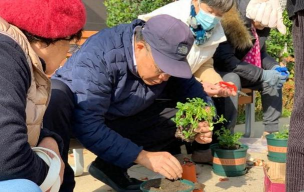 家庭养花用生根粉