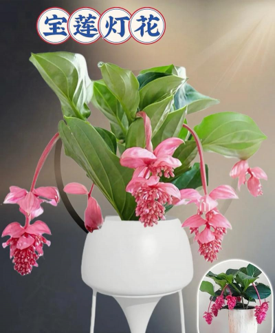 家庭养花用生根粉