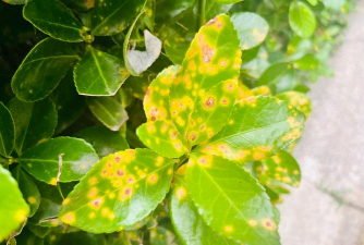 大叶黄杨叶斑病