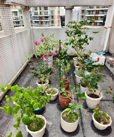 家庭养花用生根粉