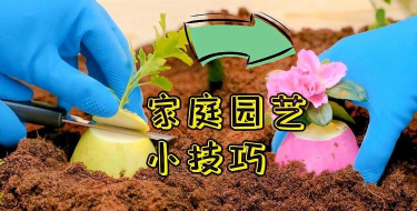 家庭养花用生根粉