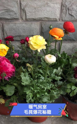 家庭养花用生根粉