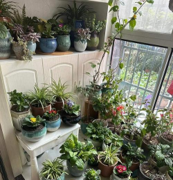 家庭养花用生根粉