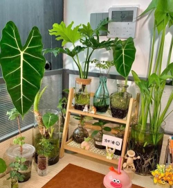 家庭养花用生根粉