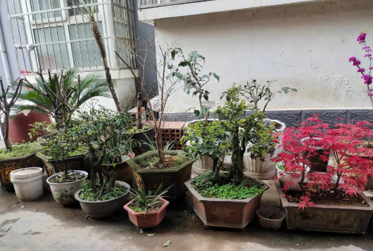 家庭养花用生根粉