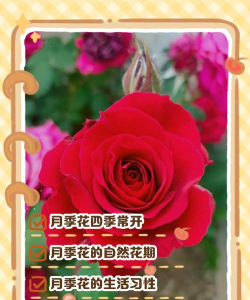 花好月圆养花时