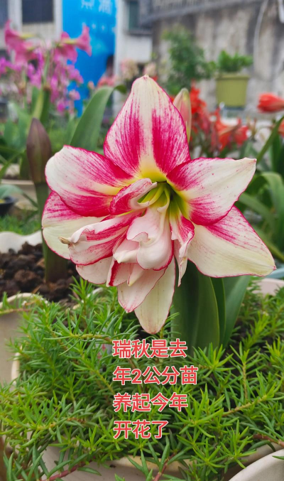 家庭养花用生根粉