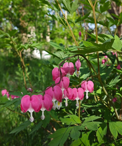 荷包牡丹又叫什么