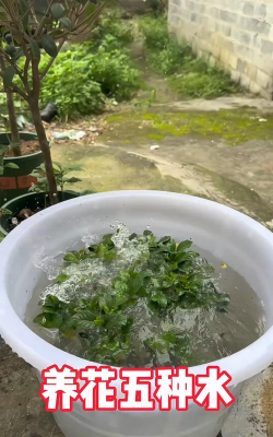 家庭养花用生根粉