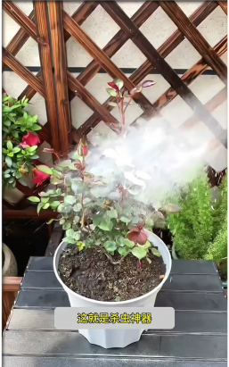 家庭养花用生根粉