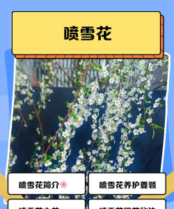 喷雪花有什么功能