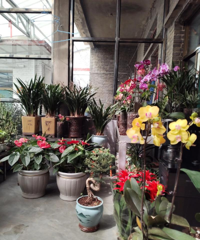 家庭养花用生根粉