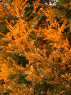 落羽杉可以养花吗