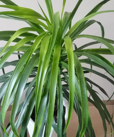 老胡说养花龙血树