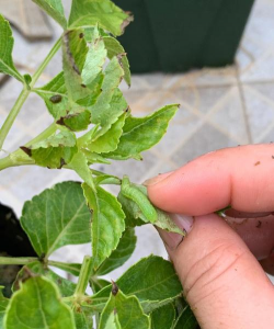 家庭养花用生根粉