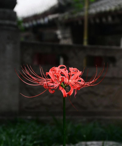 石蒜花又名什么花