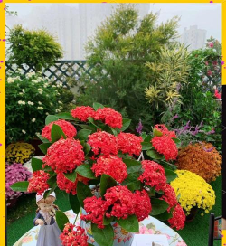 家庭养花用生根粉