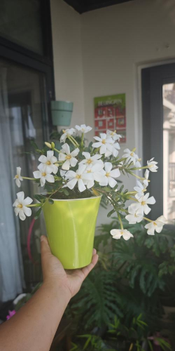 家庭养花用生根粉