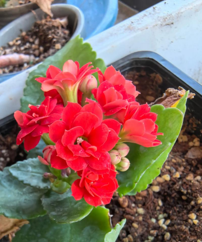 家庭养花用生根粉