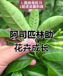 家庭养花用生根粉