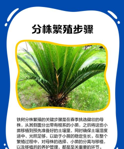 铁树苗怎么繁育