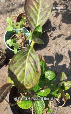 家庭养花用生根粉