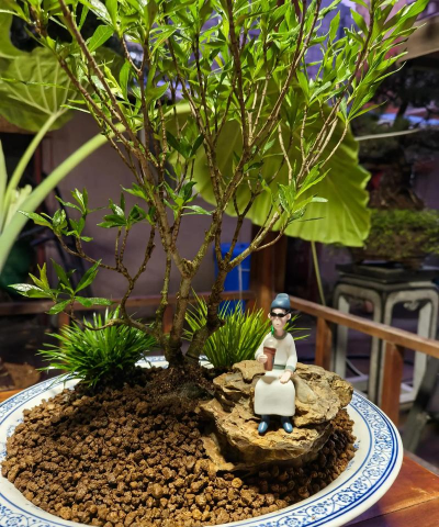 家庭养花用生根粉