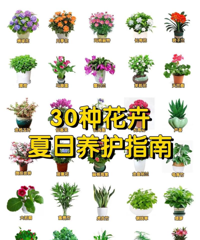 夏天如何养花呢