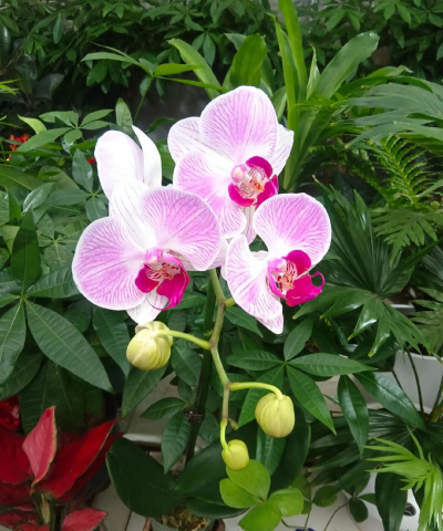 家庭养花用生根粉