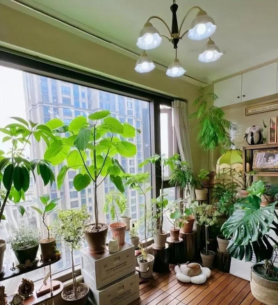 家庭养花用生根粉