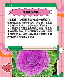 甘蓝如何一年开花