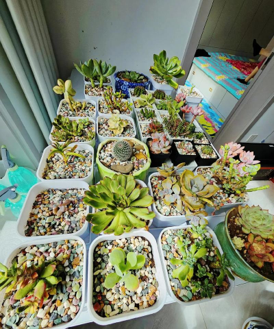 家庭养花用生根粉